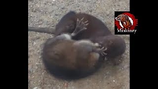 Wild Mink Hunting Muskrats [upl. by Rafe807]