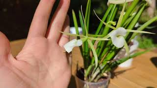 Brassavola Little Stars  Orchid Showcase amp Care Tips [upl. by Etteraj880]