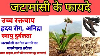 जटामांसी के क्या फायदे है  जटामांसी का प्रयोग कैसे करते हैbenefits of jatamansi todays Ayurveda [upl. by Queridas]