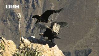 Earthflight Winged Planet  Condor Flight School Narrated by David Tennant [upl. by Artenek478]