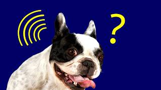 10 Sounds That Will Confuse Your Dog [upl. by Feigin]