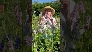 Bistorta Persicaria officinalis Superba zones 3 to 9 [upl. by Annalise]