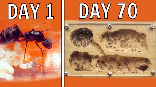 I Kept Ants For 70 Days This Happened [upl. by Emelin]