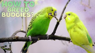 Budgie Breeding  Everything You need to know [upl. by Jethro279]