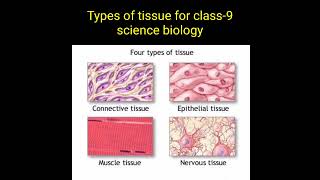 Types of tissue for class  9 science biology epithelial tissue connective tissue muscles tissue [upl. by Hinda521]