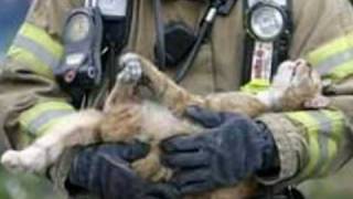 Firefighters Rescue Cats [upl. by Nairrod]