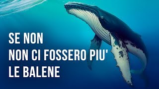 Come Sarebbe La Terra Se Non Ci Fossero Le Balene [upl. by Philips]