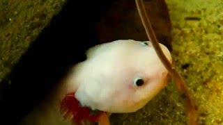 Axolotl Feeding Ambystoma mexicanum  Fütterung der Axolotl [upl. by Eecyal]