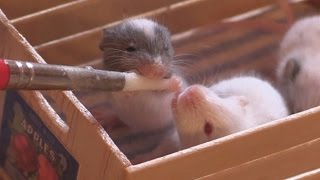 Cute Baby Mice daytime feeding [upl. by Narcis219]