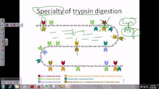 Trypsin digestion [upl. by Laet667]