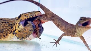 OMG Asian Bullfrog Eats Giant Tree Lizard Mr Frog Live Feeding [upl. by Jenette866]