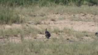 Baboons killing monkey at Letaba Kruger Park  Part 2 [upl. by Venezia]