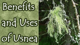 Benefits and Uses of Usnea Old Mans Beard [upl. by Battat322]