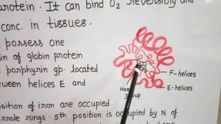 Structure of Myoglobin [upl. by Joanie]