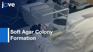 Soft Agar Colony Formation Assay to identify inhibitors of Tumors  Protocol Preview [upl. by Aicilanna]