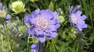 Scabiosa caucasica [upl. by Nahsaj]