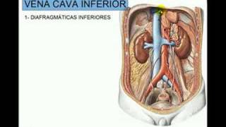 VENA CAVA INFERIOR 2 [upl. by Moffitt]