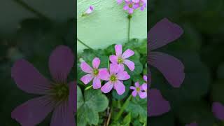 Flores 🌺 Oxalis debilis var corymbosa [upl. by Madoc]