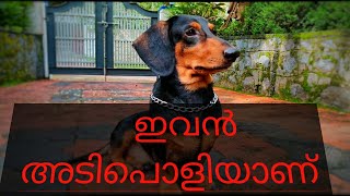 Dachshund Dog malayalam Evan adipoliyanu [upl. by Ellerred]