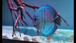 Are My Discus Fish Stunted How To Prevent Stunted Fish With Diet Tank Size and Good Genetics [upl. by Assenahs924]