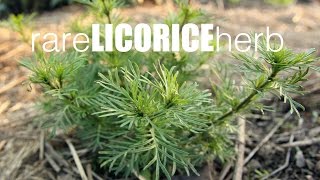 How to grow licorice herb tastes exactly like real licorice [upl. by Paehpos355]