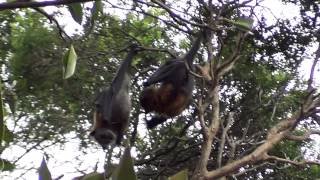 Frisky Flying Foxes [upl. by Otilesoj92]