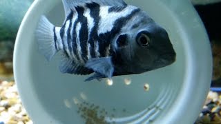 convict cichlid breeding female convict cichlid laying eggs [upl. by Badr]