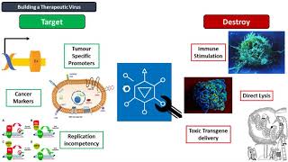 Alex Baker Engineered Viruses as Precision Cancer Therapeutics [upl. by Ahsinotna30]