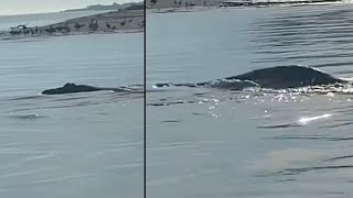 WATCH Mystery creature spotted by boat captain leaves viewers guessing [upl. by Ackerman]