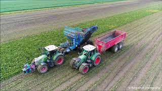 Edenhall 754  Suikerbieten rooien  Sugar Beet harvest  Zückerruben roden  Fendt  Bietenoogst [upl. by Petronia]