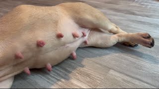 French bulldog 37 days pregnant [upl. by Nillok226]