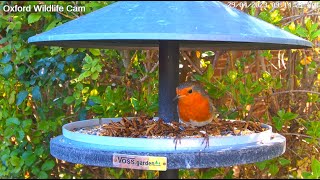 Live 🕊️ Space Ship  Bird Cam  Birds Up Close [upl. by Drofyar958]