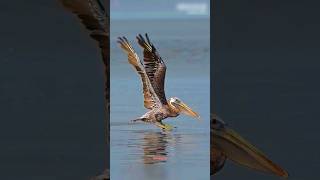 Large Brown Pelican Capture on Camera In Attack of Sea Fish in Africa shorts trending wildlife [upl. by Joannes]