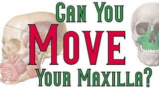 Can You Move Your Maxilla [upl. by Ietta]