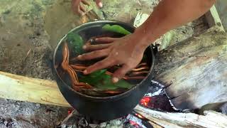 Sacred Plant Teachers Natures Wisdom  Ayahuasca  Huachuma San Pedro [upl. by Ailati]