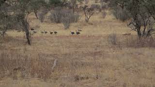 Vulturine Guinea Fowl on the run [upl. by Moguel535]