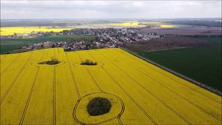 Rapsfeld bei Abtshagen – Landkreis Vorpommern Rügen  Dji Mavic Mini Footage [upl. by Titos]