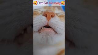 Cute cat meowing 😽😽  cute cat sound  cute cat voice animals viral shorts cat short [upl. by Clyde226]