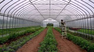 Planting organic tomatoes in the greenhouse [upl. by Noreht318]