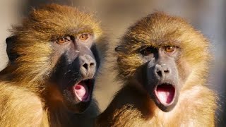 Monkey Sounds  Beautiful Monkey Sounds From Each Other [upl. by Bailar384]