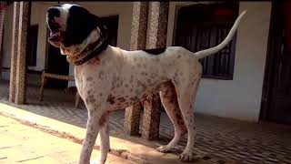 Beast Dog Pure Bully Kutta Nangi  Bulldog Barking [upl. by Yuh]