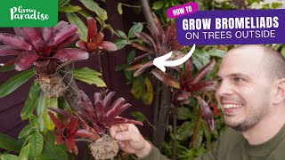 How to grow tropical Bromeliads on garden trees [upl. by Pul]