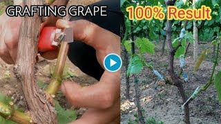 How to graft grape vines [upl. by Boff]