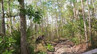 Big Cypress Little Deer amp Mud Lake Bypass Trail [upl. by Gerstein260]