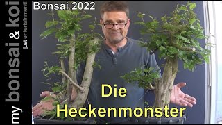 Bonsai 202264  Hainbuche  Carpinus betulus  mit den MonsterHeckenBuchen durch das Jahr [upl. by Buskus]