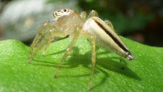 TwoStriped Jumper  Telamonia Dimidiata [upl. by Codel]