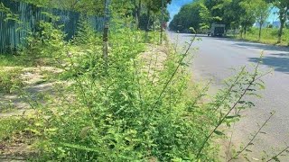 Residents Stunned as City Sidewalks Transform from Overgrown and Littered to Spotlessly Clean [upl. by Coats]