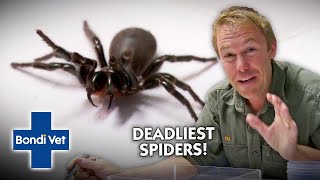 Up Close amp Personal with Australias DEADLIEST Spiders  Full Episode  The Wildlife of Tim Faulkner [upl. by Lavina]