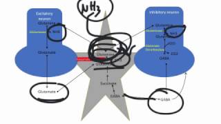 Hepatic Encephalopathy Pathogenesis and Treatment [upl. by Airbas878]