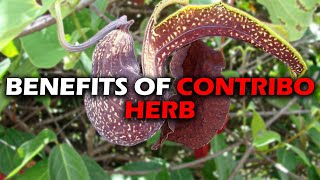 BENEFITS OF CONTRIBO HERB I DUCK FLOWER I ARISTOLACHIA TRILOBATAS [upl. by Studdard]